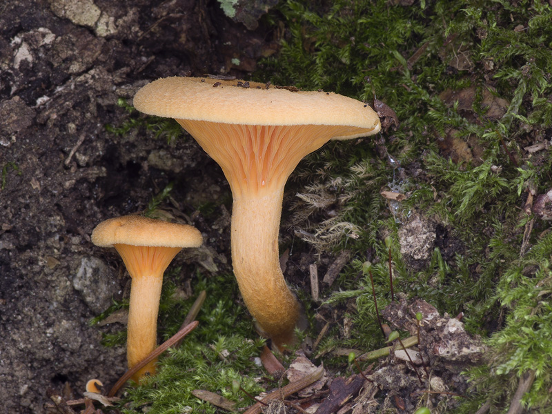 Hygrophoropsis rufa